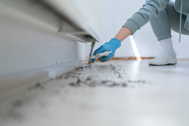 Best Flea Control Services  in Brocton, NY